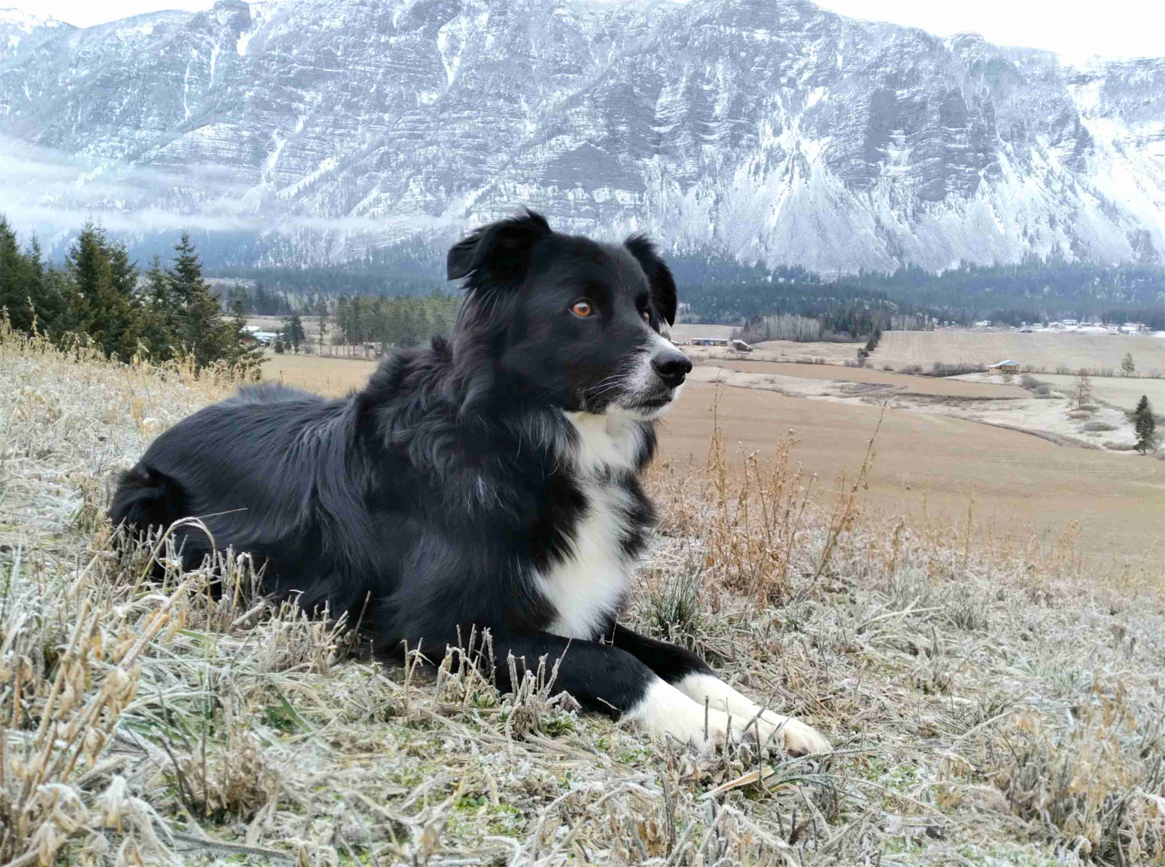 Keeping Your Border Collie's Skin Healthy: A Guide to Common Skin Problems